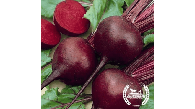 Beet Seeds - Detroit Dark Red (Organic)