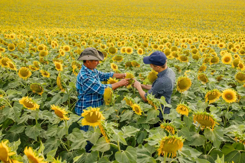 Agricultural business concept. Two farmers in sunflowers field controlling health of plant,