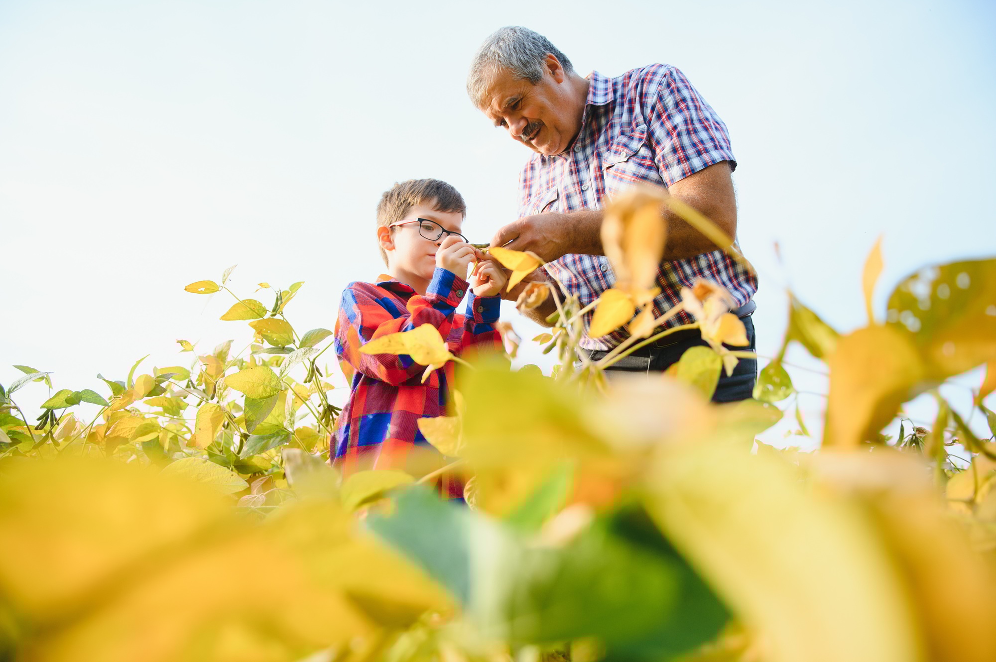 Grandfather and grandson check harvest of soy. People,farming, and agriculture concept.