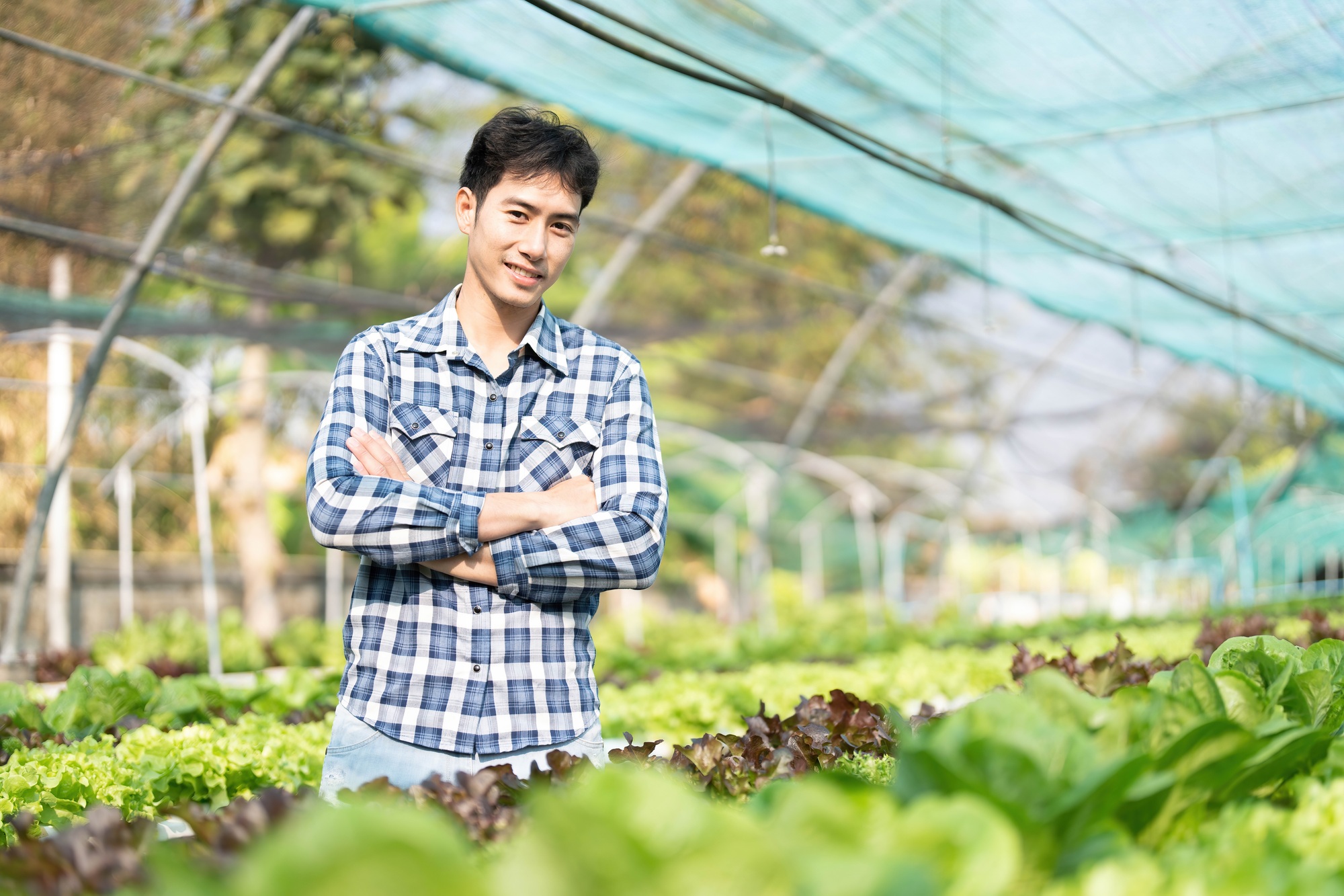 Hydroponic vegetable concept, Young Asian man standing with arms crossed in hydroponic salad farm.