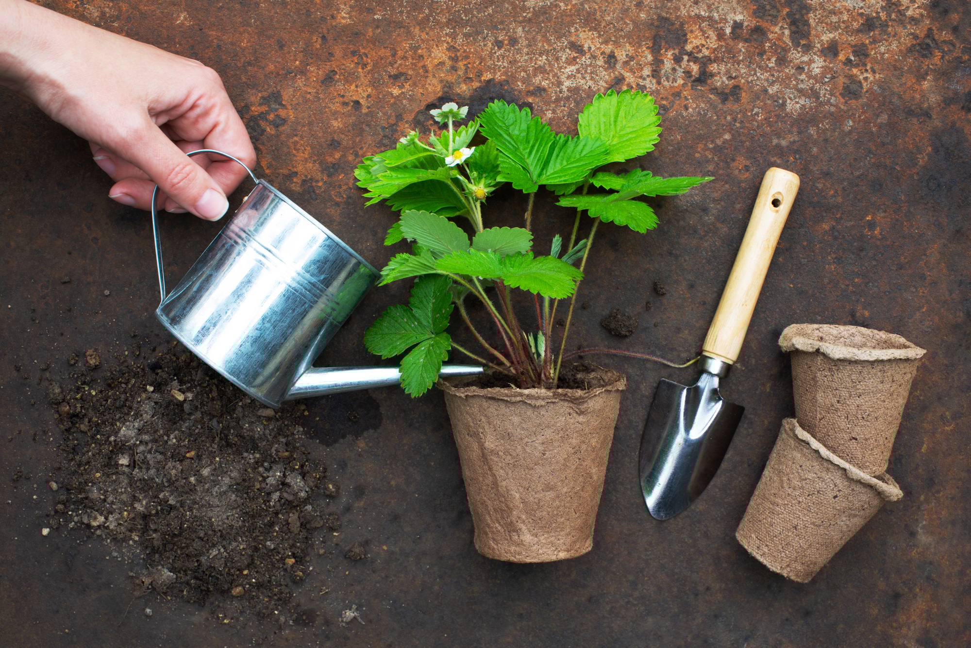 Organic farming concept, garden tools and plant