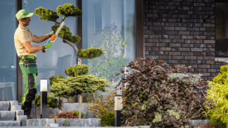 outdoor business ideas - landscaper trimming bonsai tree